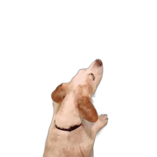 animal, staff, creature, hat transparent PNG cut-out