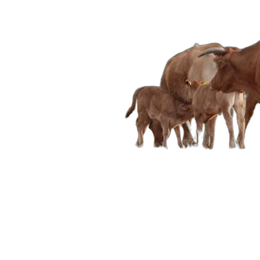 animal, food, concept art, 3d render transparent PNG cut-out
