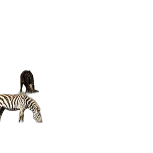 animal, shoes, furniture, creature transparent PNG cut-out
