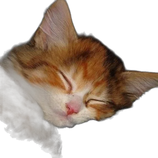 staff, animal, creature, hat transparent PNG cut-out