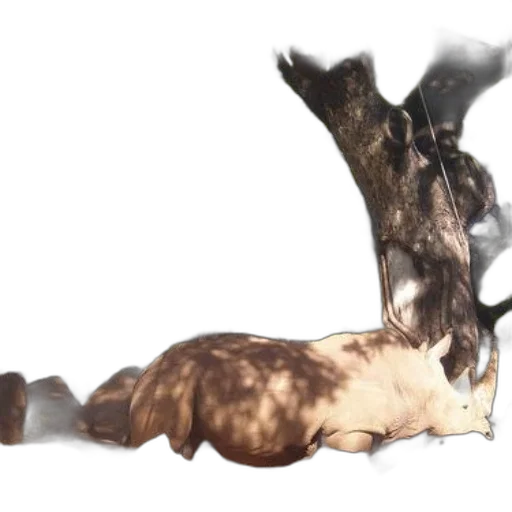 animal, creature, shoes, hair transparent PNG cut-out