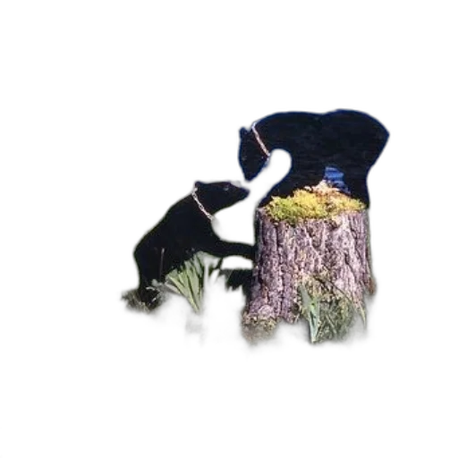 animal, hat, hair, creature transparent PNG cut-out