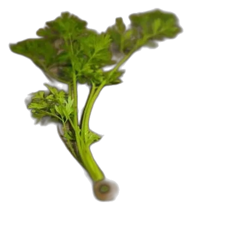 food, weapon, flower, staff transparent PNG cut-out