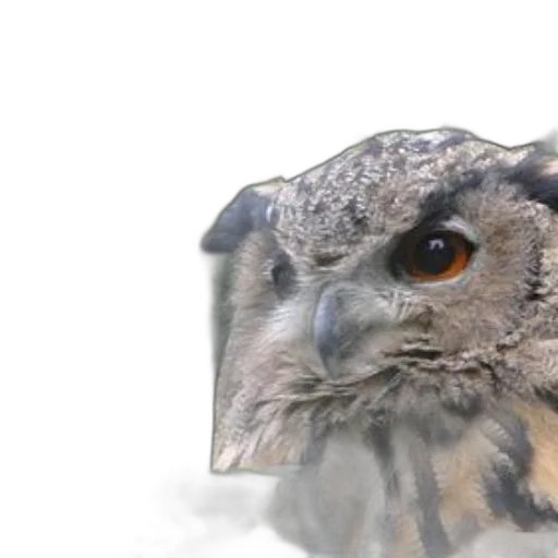 animal, face, creature, photorealistic transparent PNG cut-out