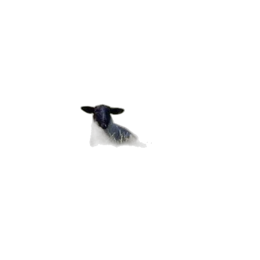 animal, dragon, hair, creature transparent PNG cut-out