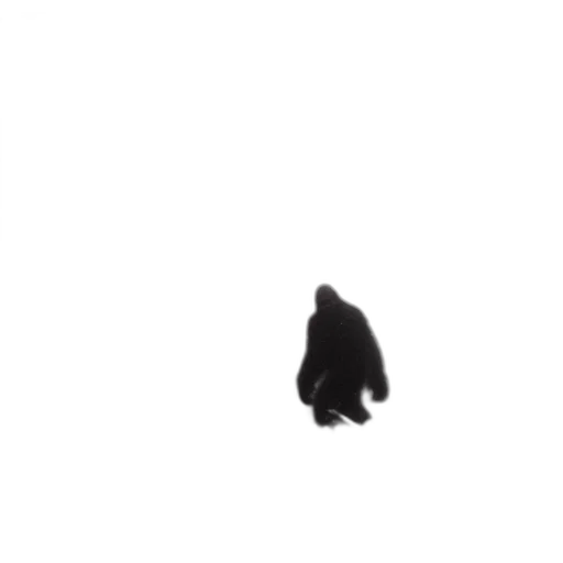 animal, hair, hat, creature transparent PNG cut-out
