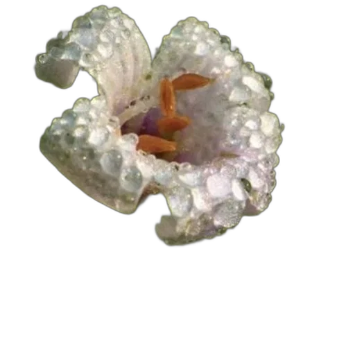 flower, crown, jewelry, dragon transparent PNG cut-out