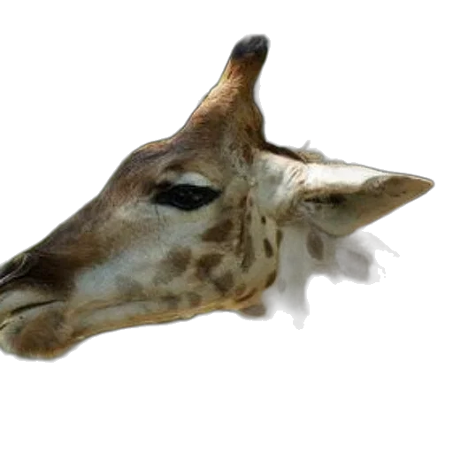 animal, mask, creature, staff transparent PNG cut-out