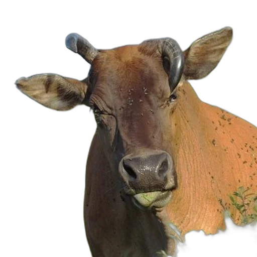 animal, mask, food, face transparent PNG cut-out