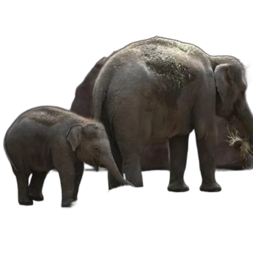 animal, 3d render, concept art, photorealistic transparent PNG cut-out