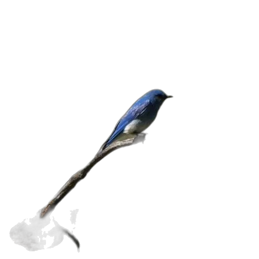 staff, weapon, sword, animal transparent PNG cut-out