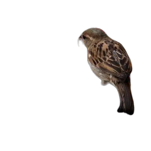 animal, staff, creature, face transparent PNG cut-out