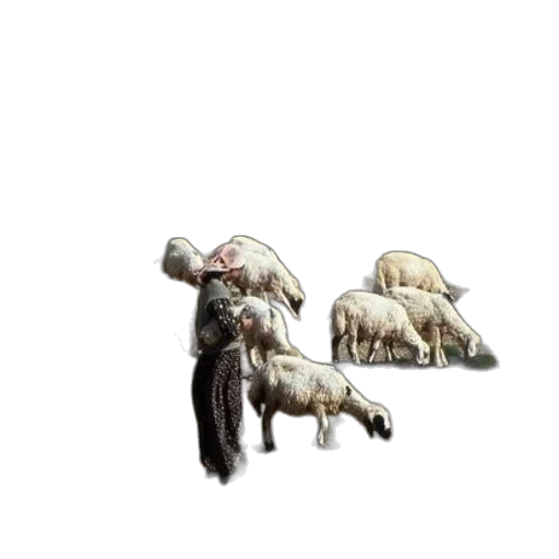 animal, hat, jacket, concept art transparent PNG cut-out