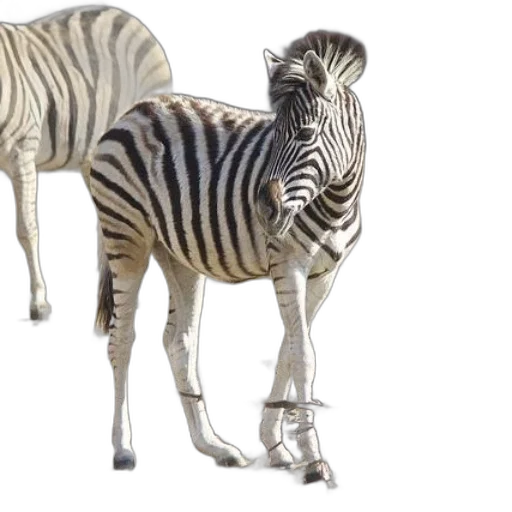 animal, creature, 3d render, concept art transparent PNG cut-out