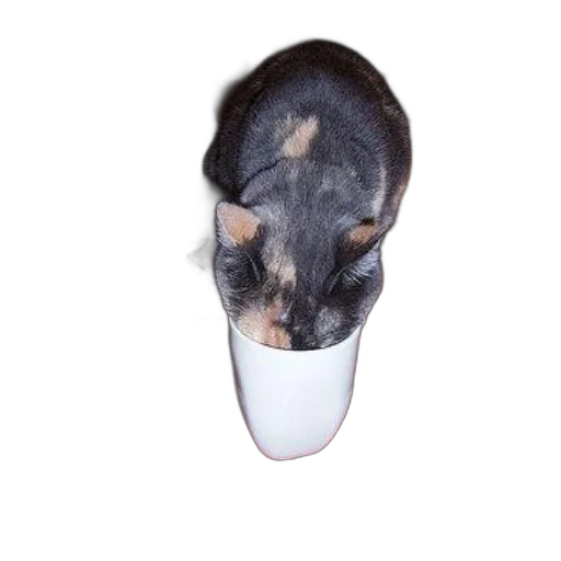 mask, hat, face, animal transparent PNG cut-out