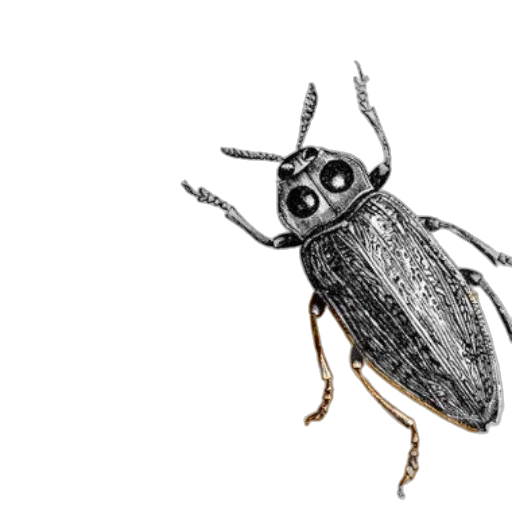 animal, creature, robot, crown transparent PNG cut-out