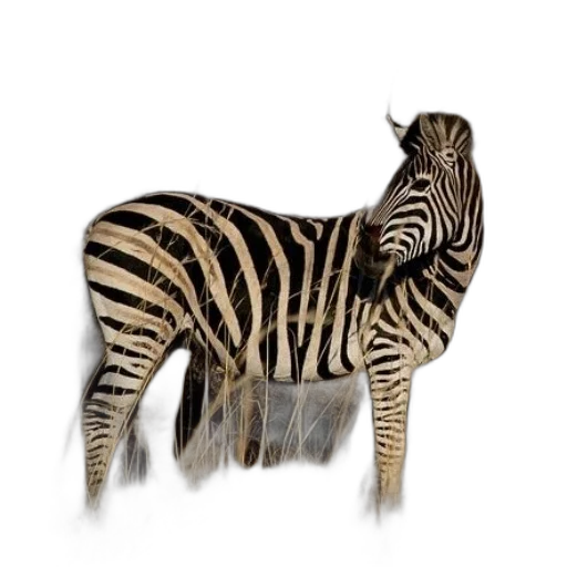 animal, creature, furniture, jewelry transparent PNG cut-out