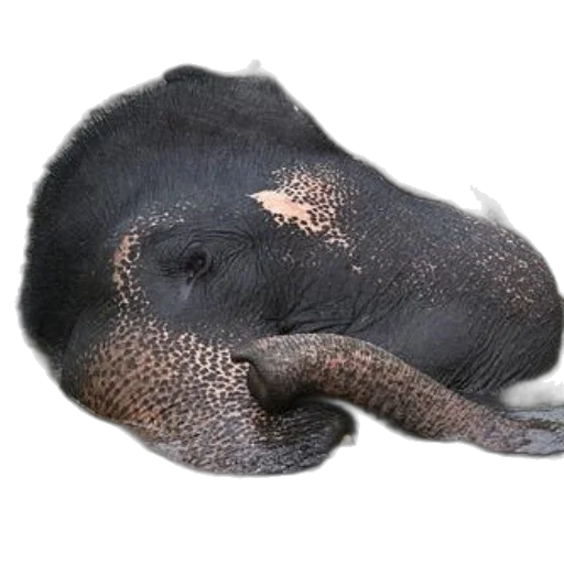 animal, hat, creature, face transparent PNG cut-out