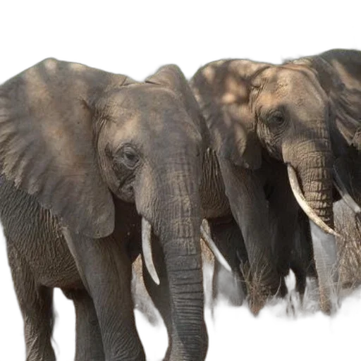 animal, photorealistic, two, elephants transparent PNG cut-out