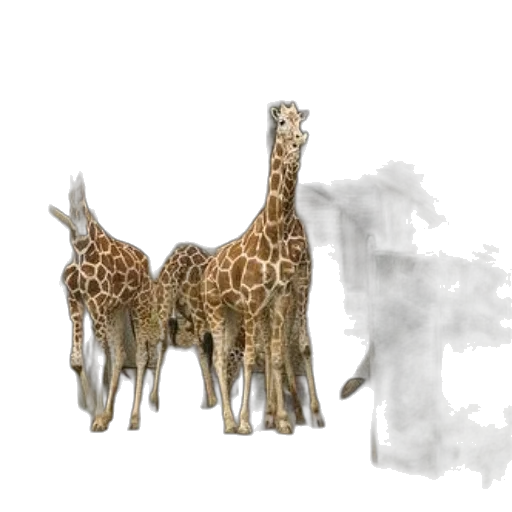 animal, creature, concept art, 3d render transparent PNG cut-out