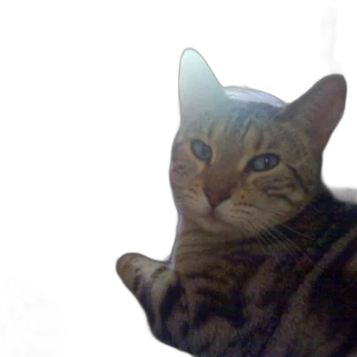 animal, creature, staff, face transparent PNG cut-out
