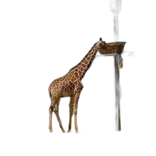 animal, staff, weapon, sword transparent PNG cut-out