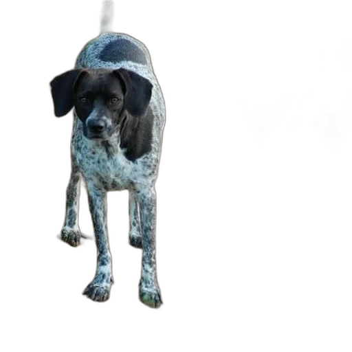 animal, staff, creature, hat transparent PNG cut-out