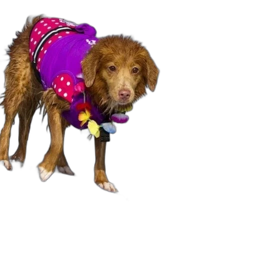 jacket, animal, dress, umbrella transparent PNG cut-out