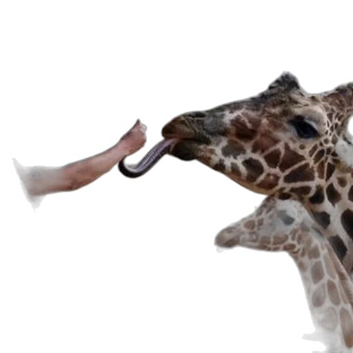 animal, staff, weapon, creature transparent PNG cut-out