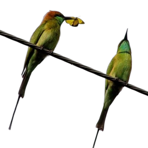 staff, jewelry, animal, weapon transparent PNG cut-out