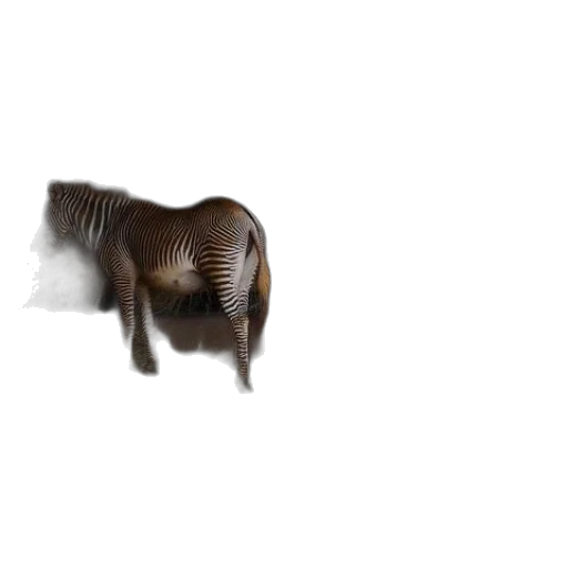 animal, creature, hair, furniture transparent PNG cut-out