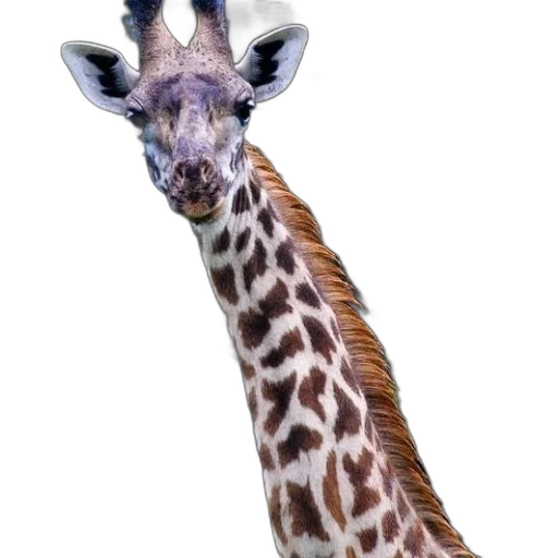 animal, creature, staff, face transparent PNG cut-out