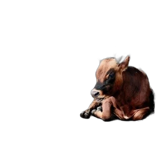 animal, creature, food, dragon transparent PNG cut-out