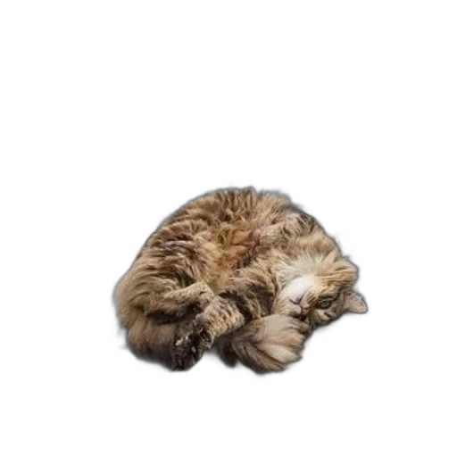 animal, hat, creature, hair transparent PNG cut-out