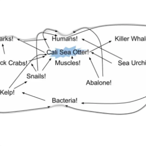 food, web, diagram, highlighting transparent PNG cut-out