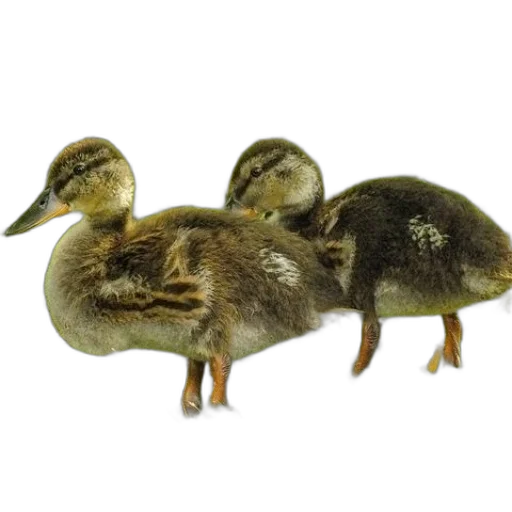 animal, 3d render, photorealistic, two transparent PNG cut-out