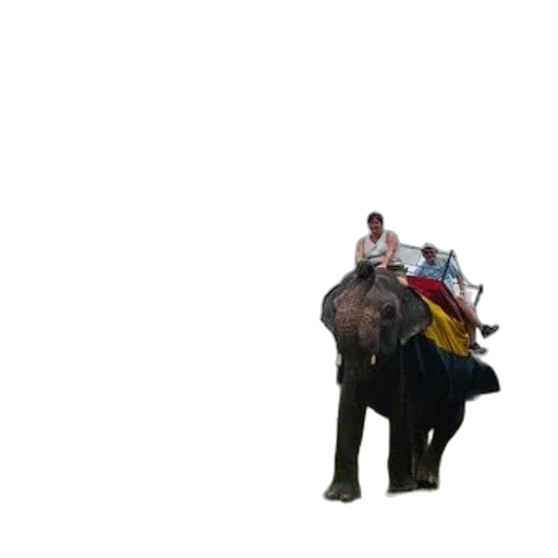 animal, umbrella, creature, car transparent PNG cut-out