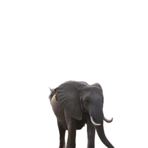 animal, creature, staff, umbrella transparent PNG cut-out