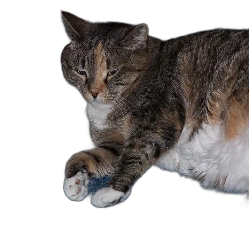 animal, creature, food, shoes transparent PNG cut-out