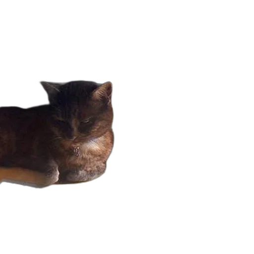 animal, creature, hat, face transparent PNG cut-out