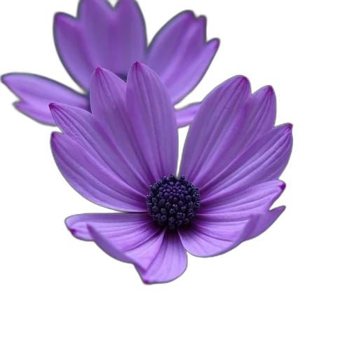 flower, crown, jewelry, staff transparent PNG cut-out