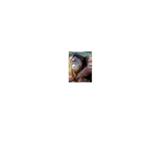 animal, creature, face, dragon transparent PNG cut-out