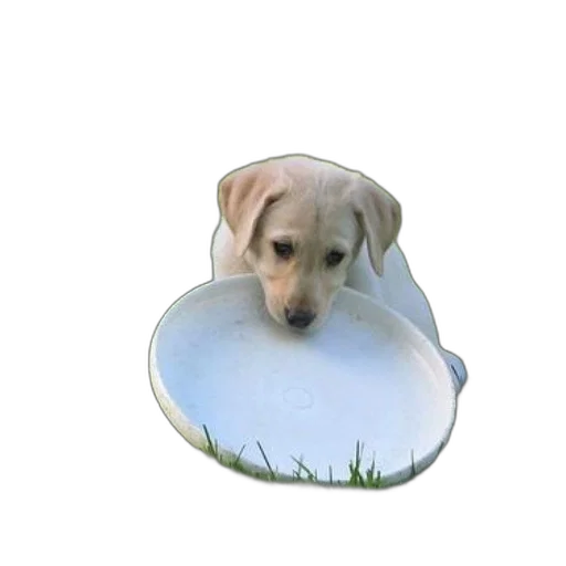 hat, flower, umbrella, animal transparent PNG cut-out