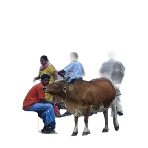 animal, staff, hat, creature transparent PNG cut-out