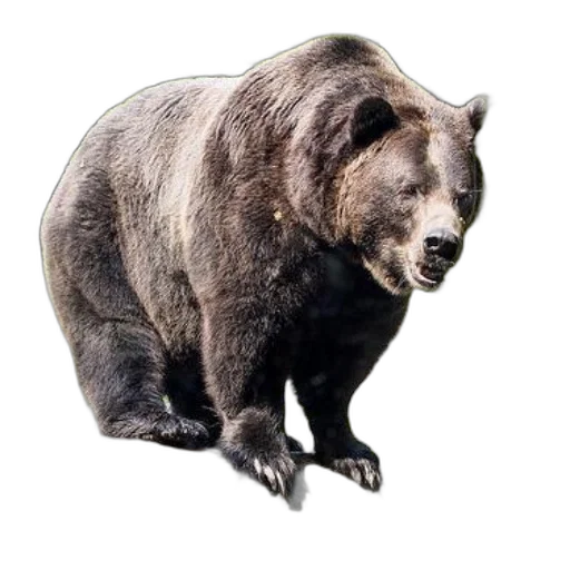 animal, creature, staff, food transparent PNG cut-out