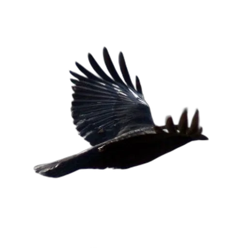 animal, creature, staff, dragon transparent PNG cut-out