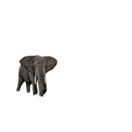 animal, creature, furniture, hat transparent PNG cut-out