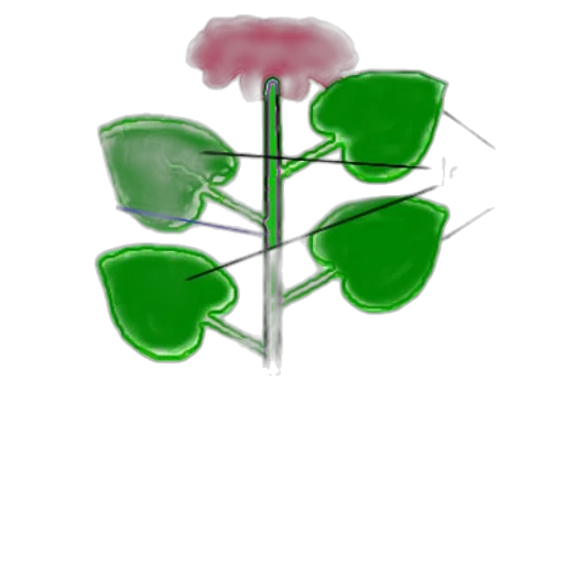 umbrella, flower, tree, crown transparent PNG cut-out