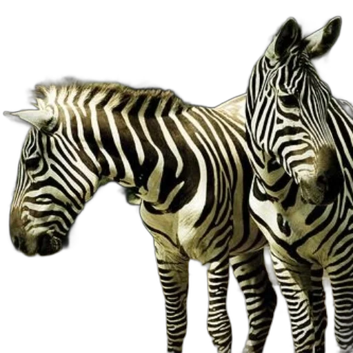 animal, creature, jewelry, furniture transparent PNG cut-out