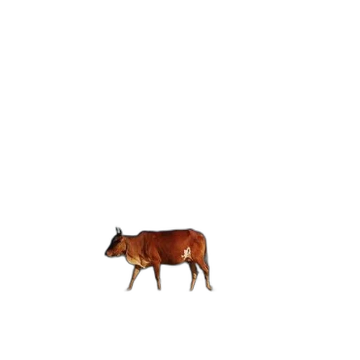 animal, creature, furniture, food transparent PNG cut-out